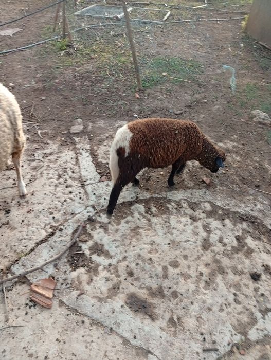 Mudar de pasto Ovelha Hill de Françe com  uma cria
