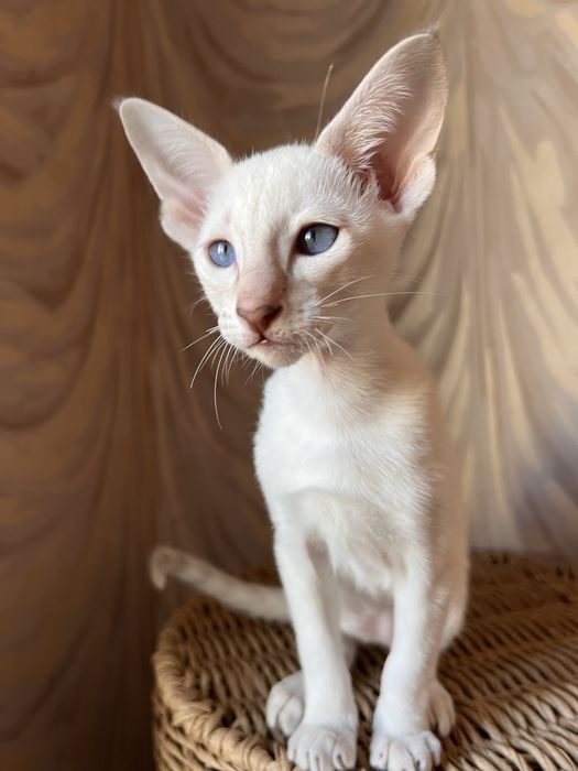 Орієнтальні дівчата