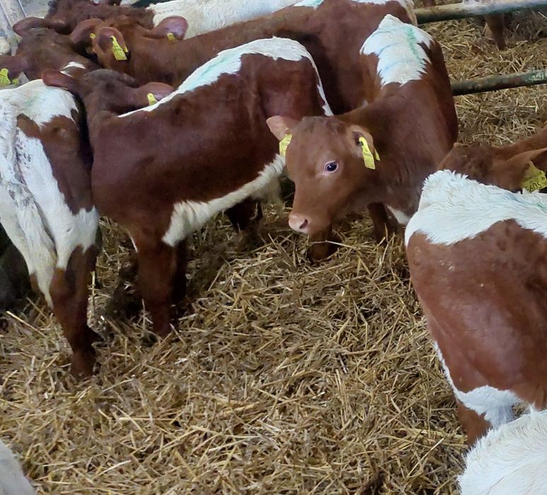 Włoszczowa cieleta miesne byki