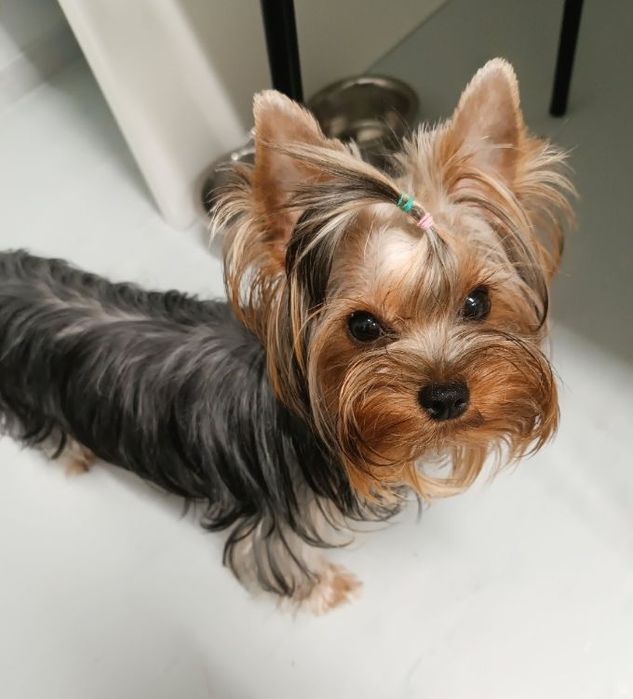 Дуже гарна дівчинка йорк міні