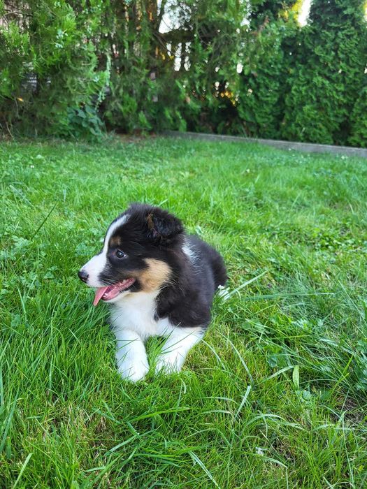 Szczeniak Border Collie suczka