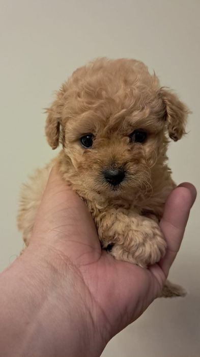 Pomapoo- śliczna sunia malutka