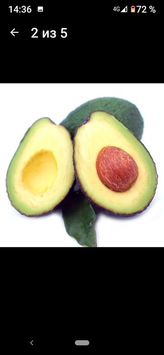 Семена карликового авакадо