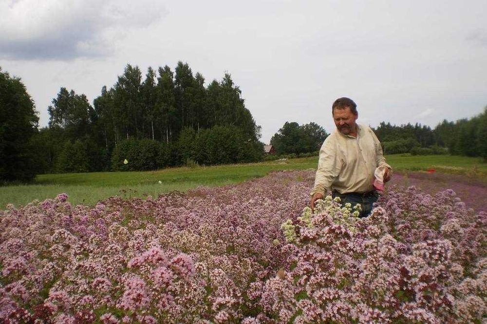 Натуральний мед Липа з Чебрецем (свіжий збір)