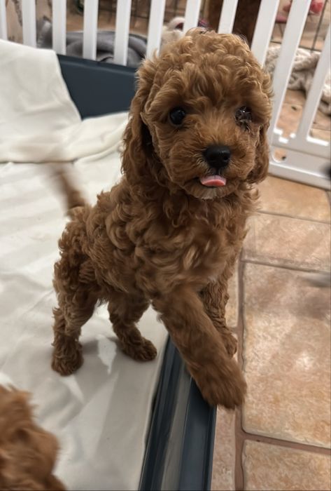 Caniche toy 2 meses