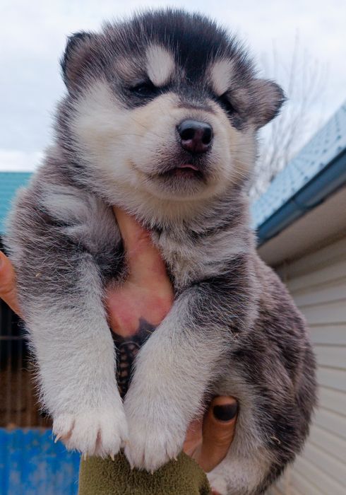 Малюки ! Цікаві !