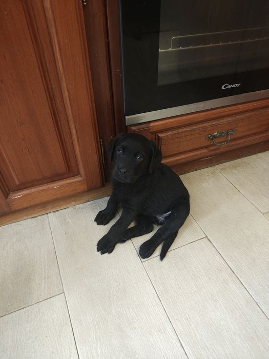 Labrador fêmea preta