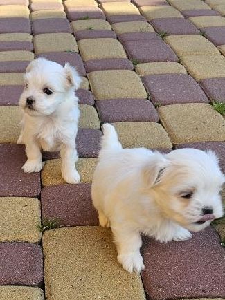 Szczeniak Maltańczyk