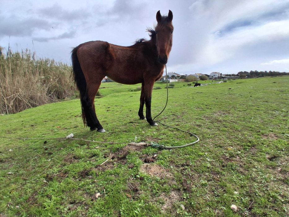 Vendo cavolos mansos