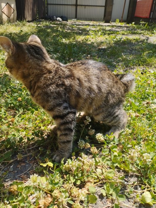 Кошенятко дівчатка