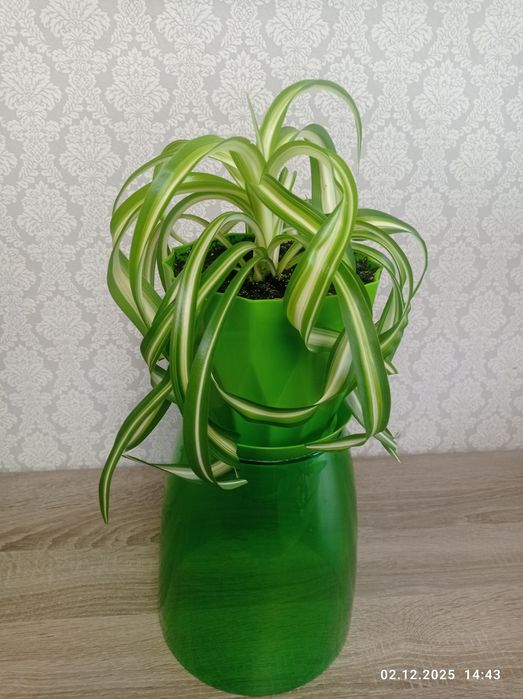 Хлорофитум "Бонни кучерявый"