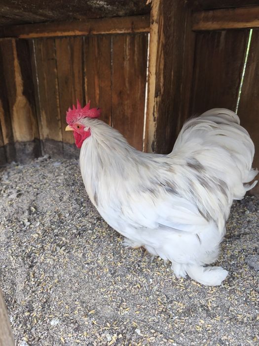 Kogut kochina miniaturowego 60zl