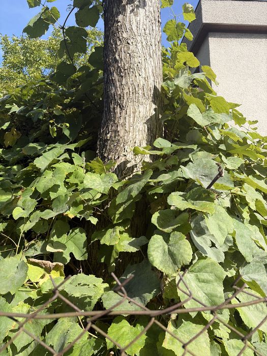 drzewo na pniu oddam