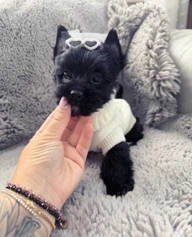 Fêmea Mini Yorkshire Terrier