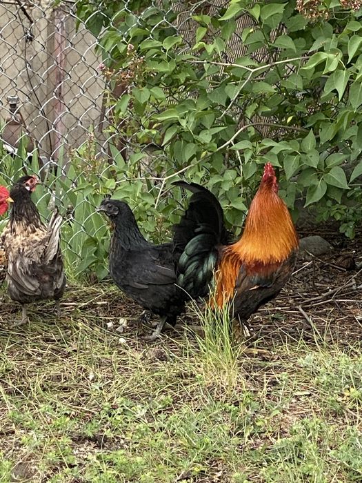 Півні Петух курей Бентамки