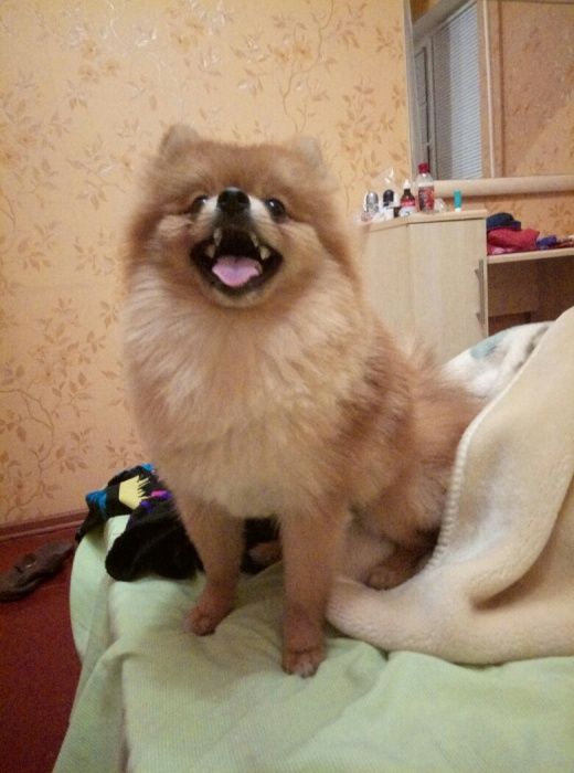 Померанский шпиц для вязки
