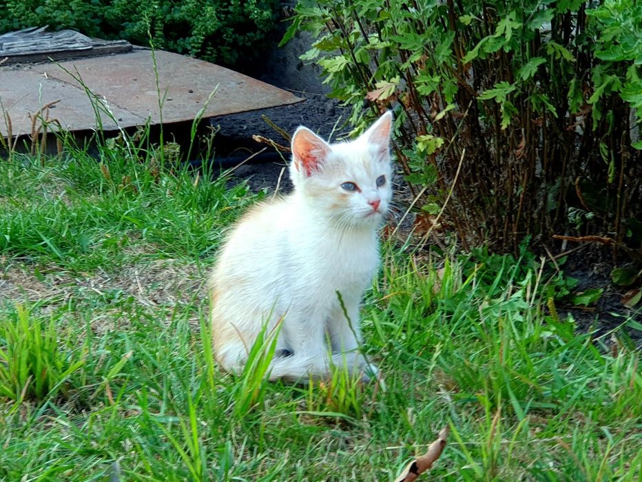 Маленькі кошенята