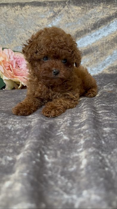 Хлопчик  міні, батьки Китай