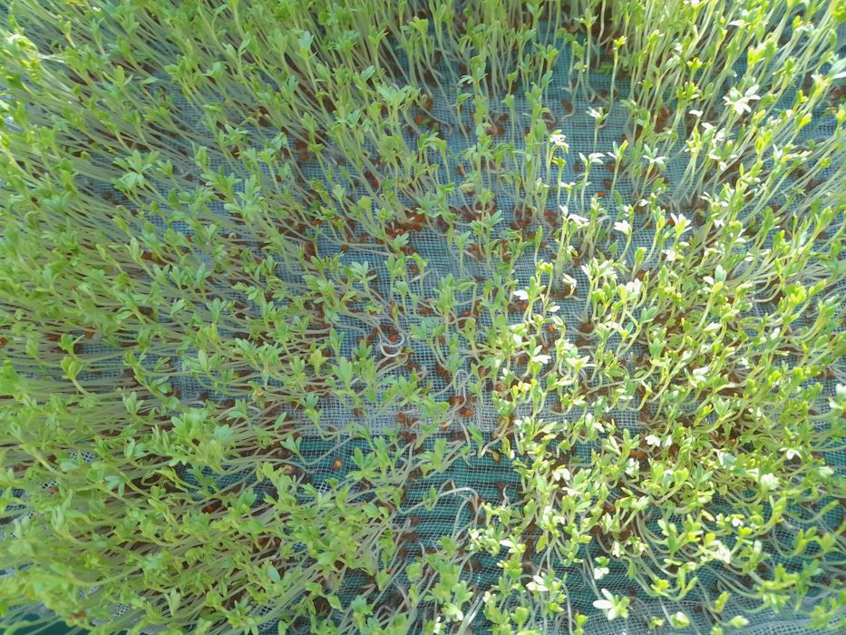 Горох, крес салат та ін.для дітей