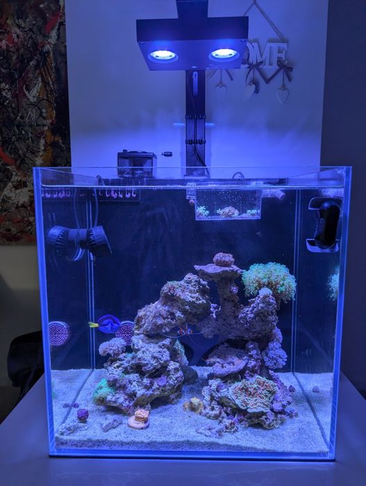 Vendo aquário reef de água salgada completo