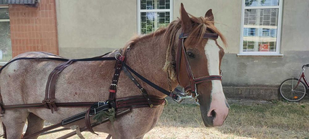 Упряж на коня,шлея,наритник українки,шкірозамінник.Ручна робота