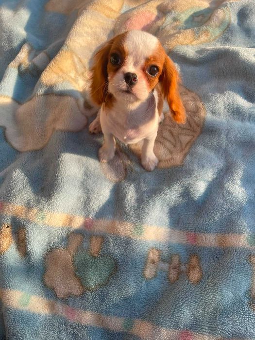 Cavalier King Charles Spaniel*Śliczny piesek