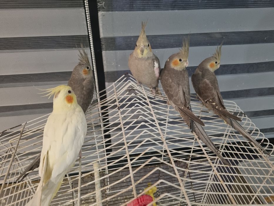 Młode Nimfy Ręczne karmione