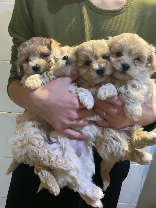 Мальтіпу ф1 помет