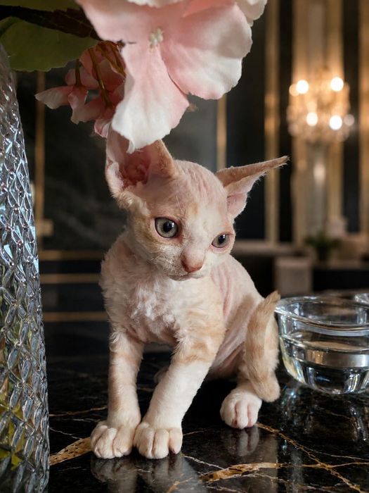 Kocurek Devon Rex