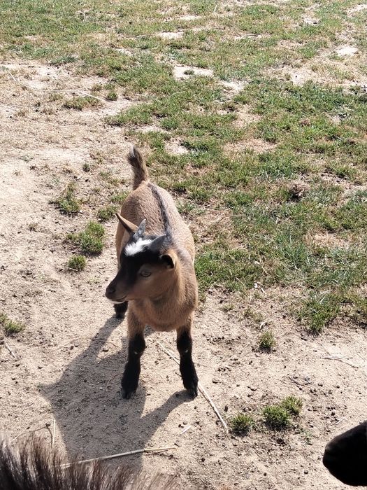 Vendo cabras anãs