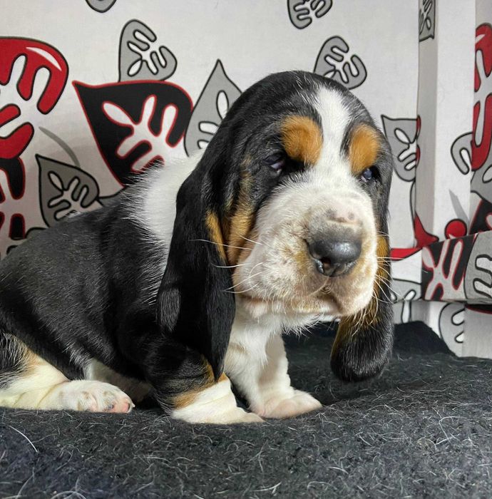 Бассет хаунд цуценята