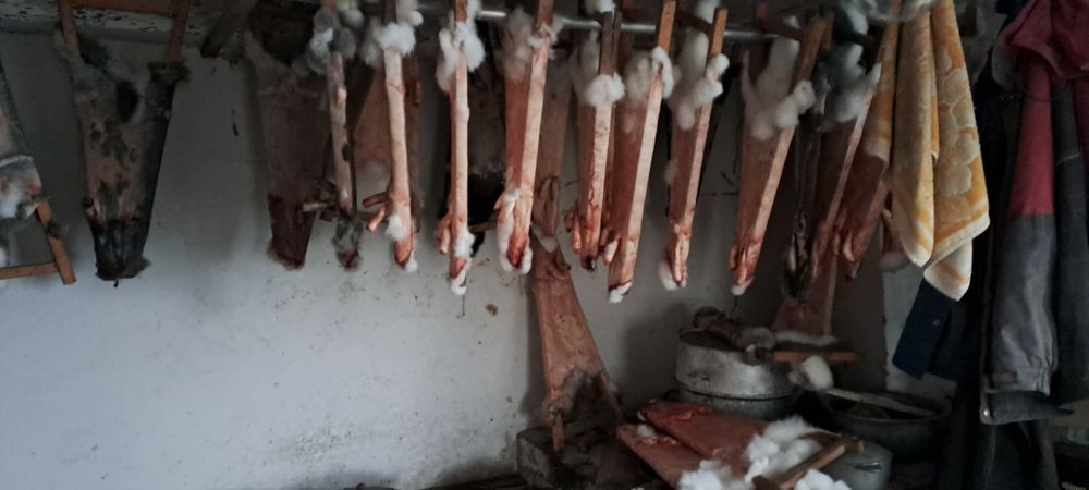 Продаю шкури кроля