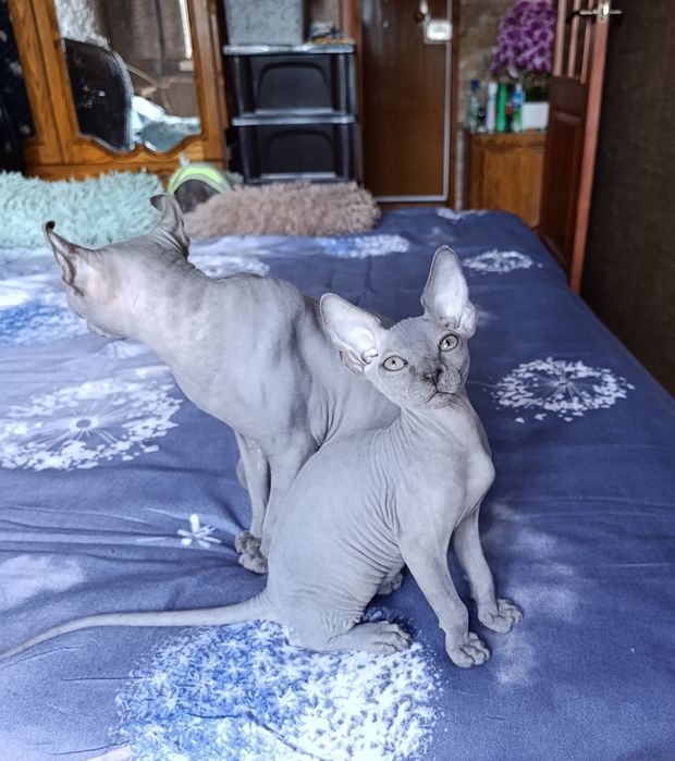 Сфинкс мальчик котенок