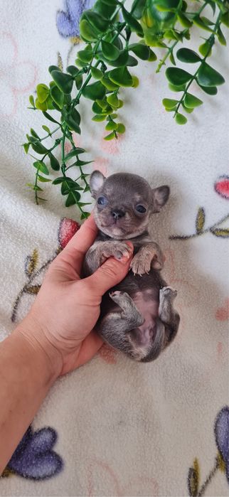 Excelente  super mini Chihuahua/Chiuaua de Qualidade. Lunhagem Russa