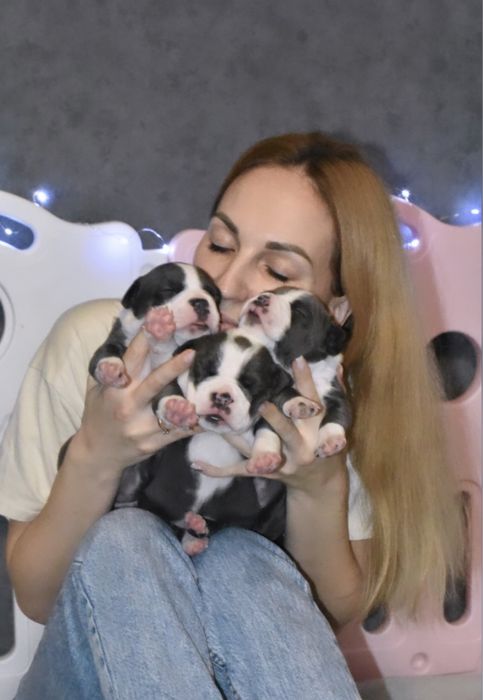 Самые любимые щенки стаффордширского терьера