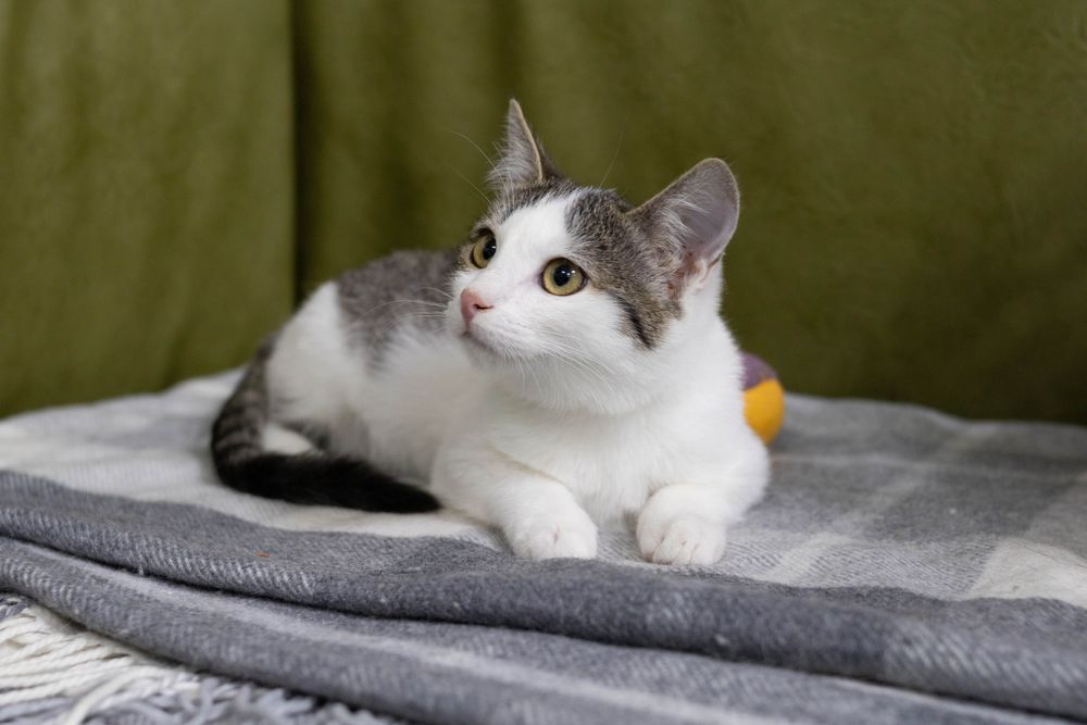 Кішечка, кошенятко маленьке