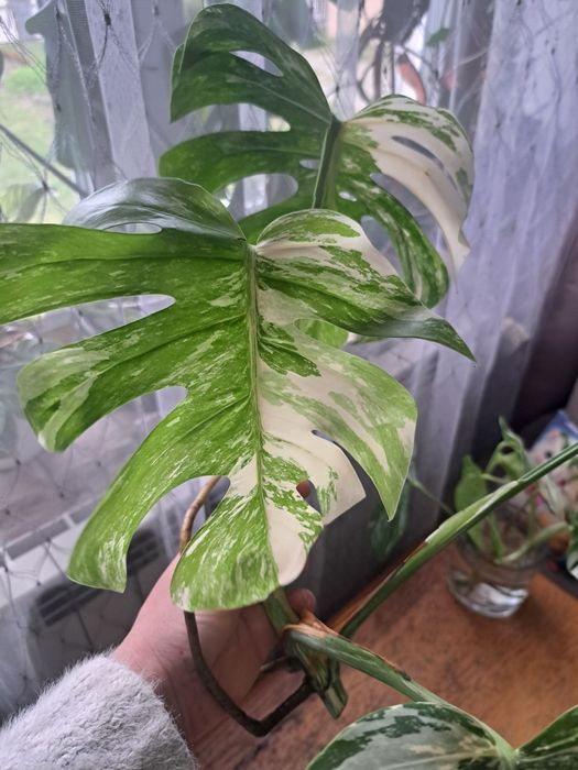 Monstera Variegata