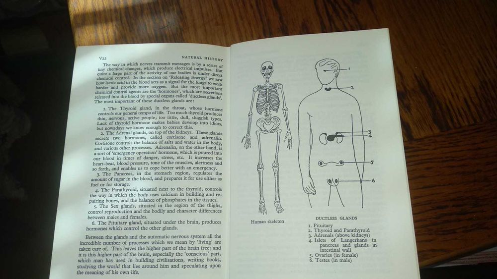 английский энциклопедия junior pears encyclopedia thirteenth edision