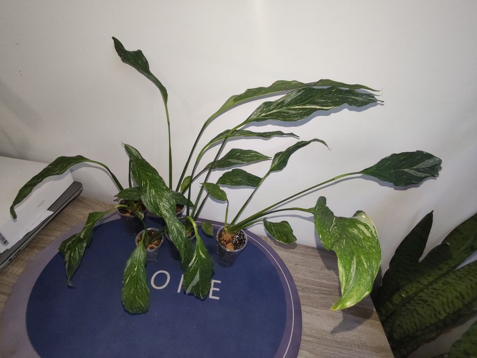 Спатифілум даймонд фікус пандора