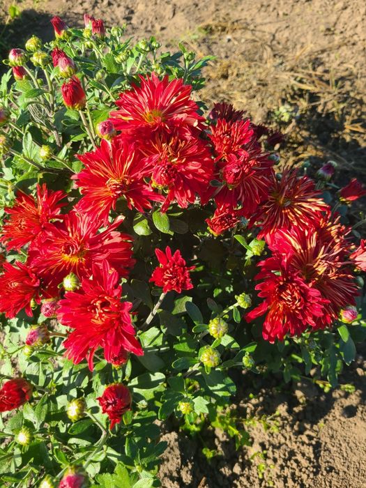 Великоквіткові хризантеми