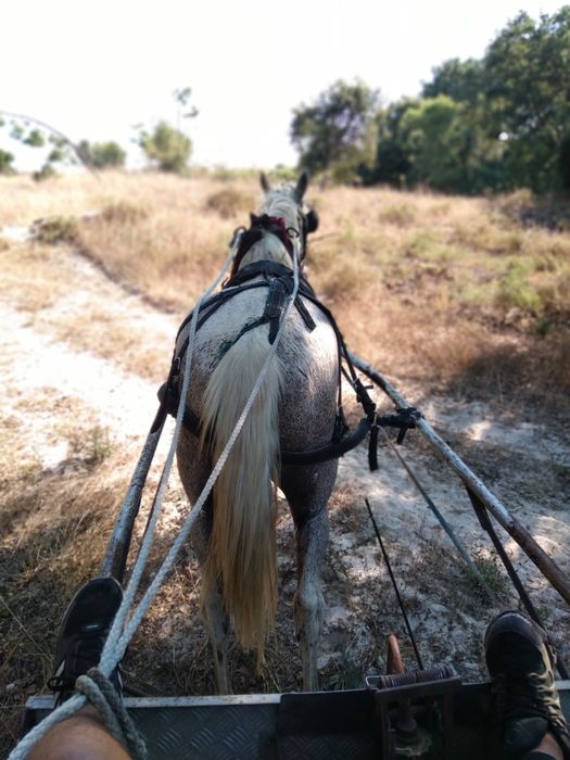 Egua mosqueada 13 anos
