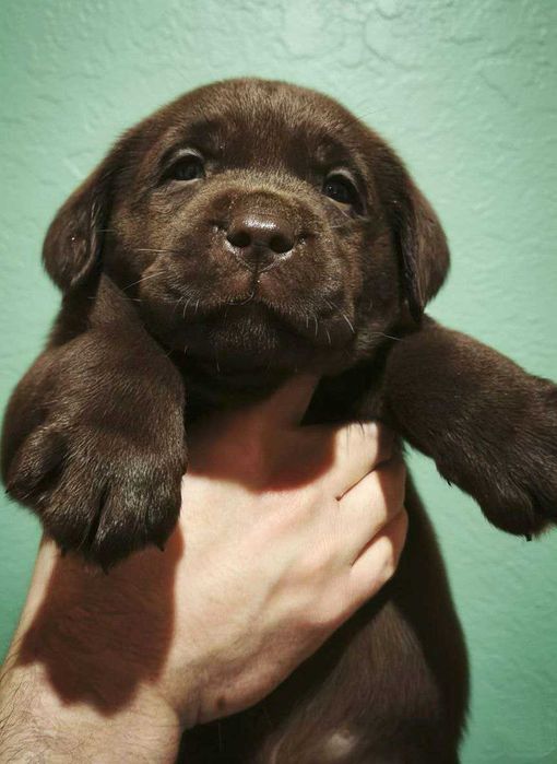 Шоколадні лабрадори з документами КСУ-FCI