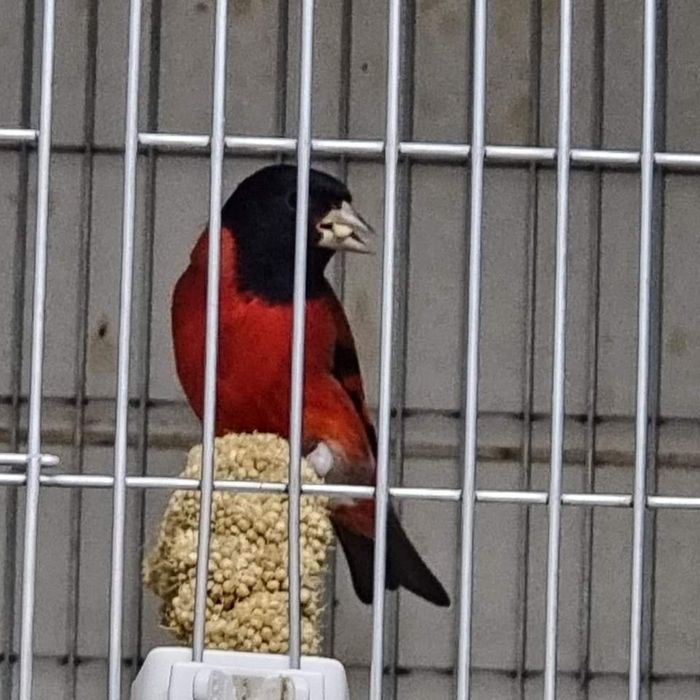 Corante vermelho puro