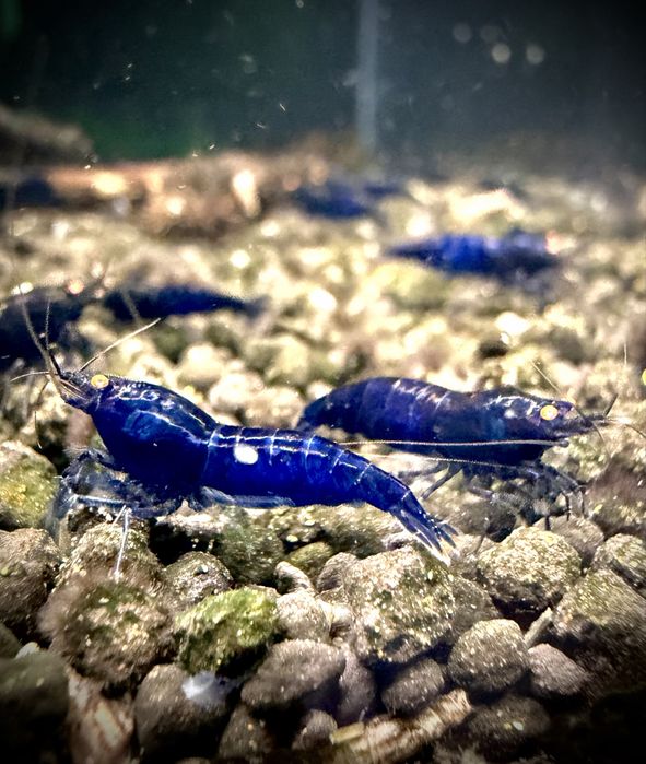 Royal Tiger OE HIGH - krewetki Caridina / linia Crazy Shrimps