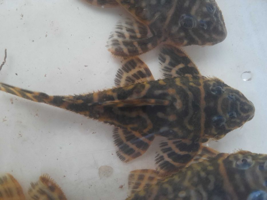 Белогубый дельфин, еллоу, L144 (снежинка), L201, L270,  гуппи желтая