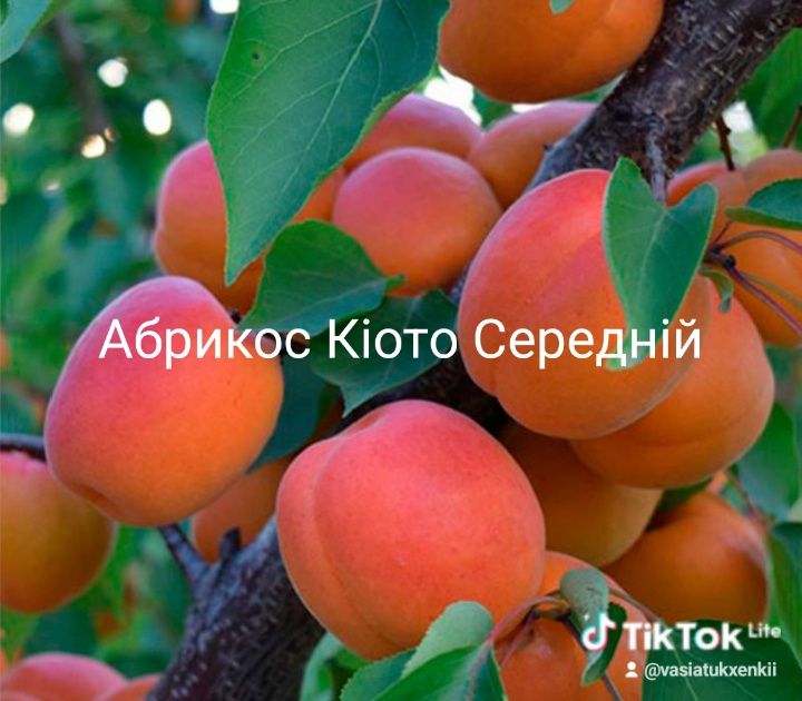 Продам саджанці плодових дерев Персики Абрикоси черешні сливи вишні є