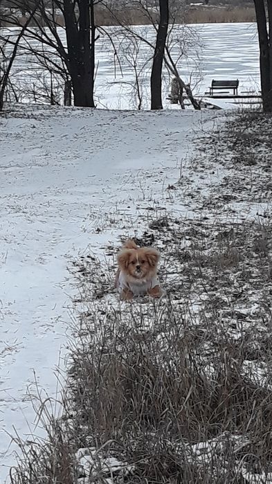 Цуценятка метиси шпіца і королівського пекінеса