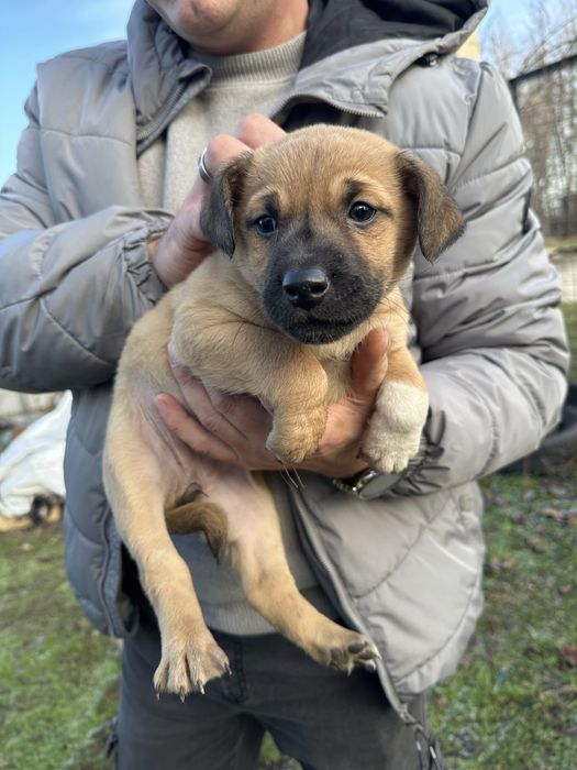 В добрі руки дівчатка
