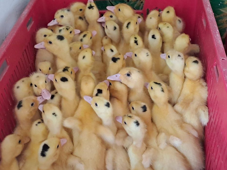 Реалізуємо каченят Мулард різного віку