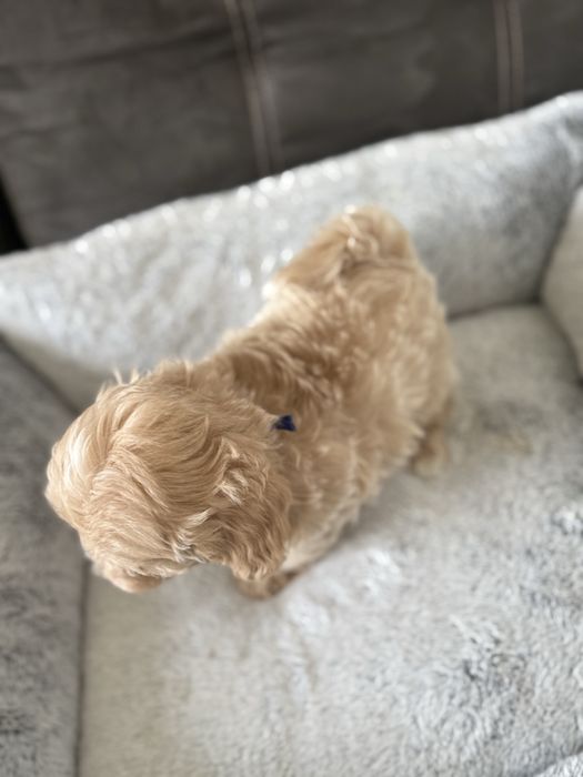 Maltipoo miniaturka piesek z rodowodem